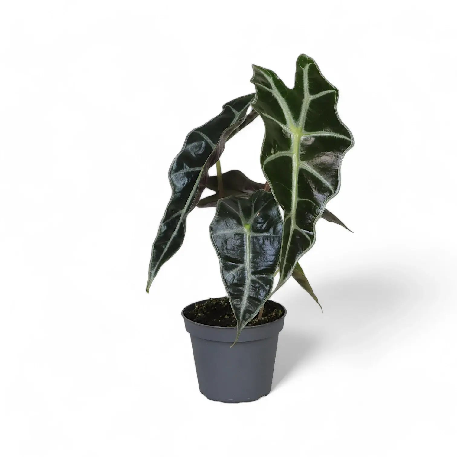 Alocasia 'Bambino Arrow' – Zimmerpflanze im Kulturtopf auf weißem Hintergrund, Produktfoto 3.