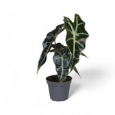 Alocasia 'Bambino Arrow' potted plant in nursery pot on white background.