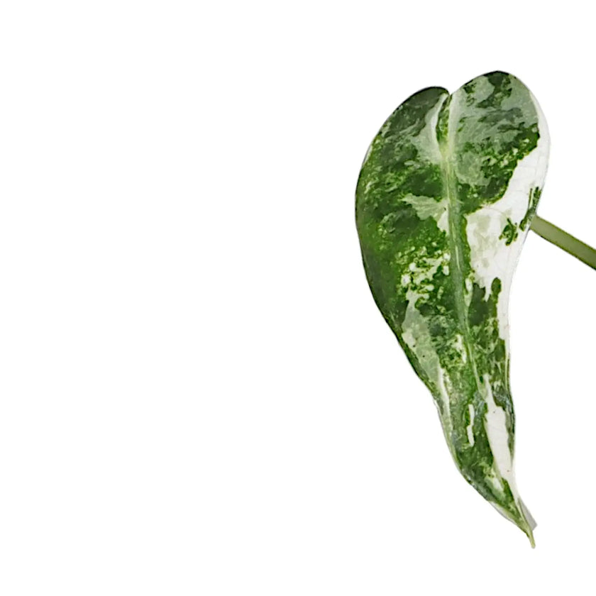 Alocasia 'Bambino Arrow' Albo-Variegata close-up of leaf on white background.