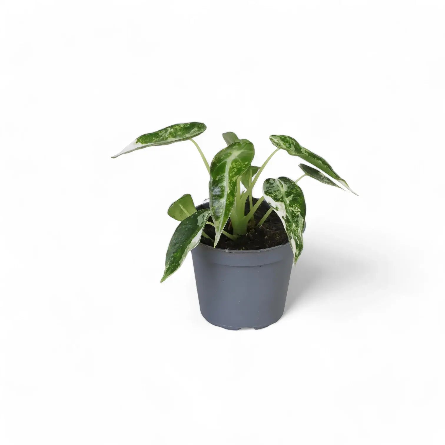 Alocasia 'Bambino Arrow' Albo-Variegata als Topfpflanze im Kulturtopf vor weißem Hintergrund, Produktfoto 2.