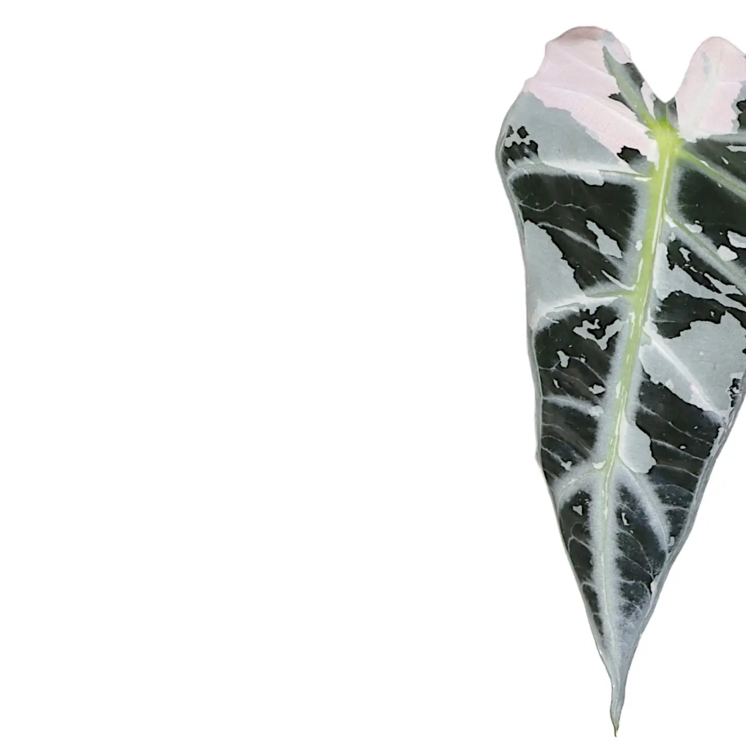 Nahaufnahme eines Blatts von Alocasia 'Bambino Arrow' Pink Variegata vor weißem Hintergrund.