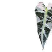 Alocasia 'Bambino Arrow' Pink Variegata close-up of leaf on white background.