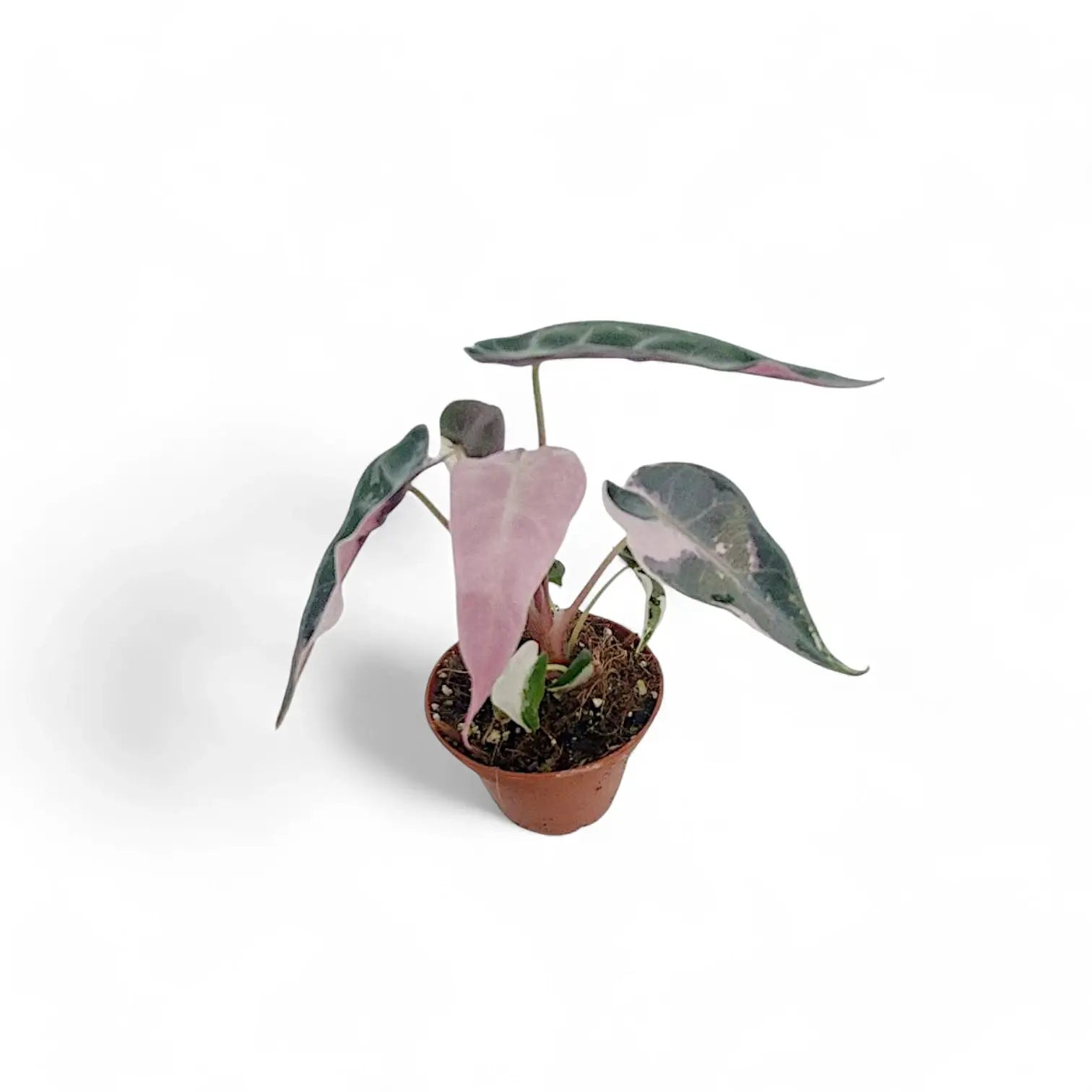 Alocasia 'Bambino Arrow' Pink Variegata potted plant in nursery pot on white background.