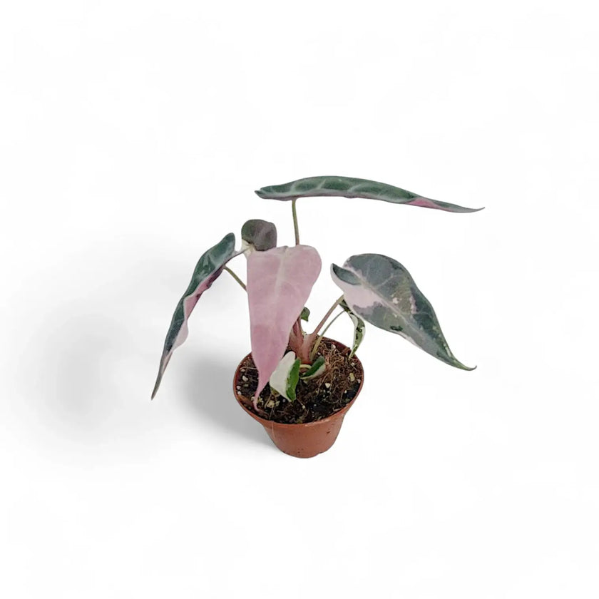 Alocasia 'Bambino Arrow' Pink Variegata potted plant in nursery pot on white background.