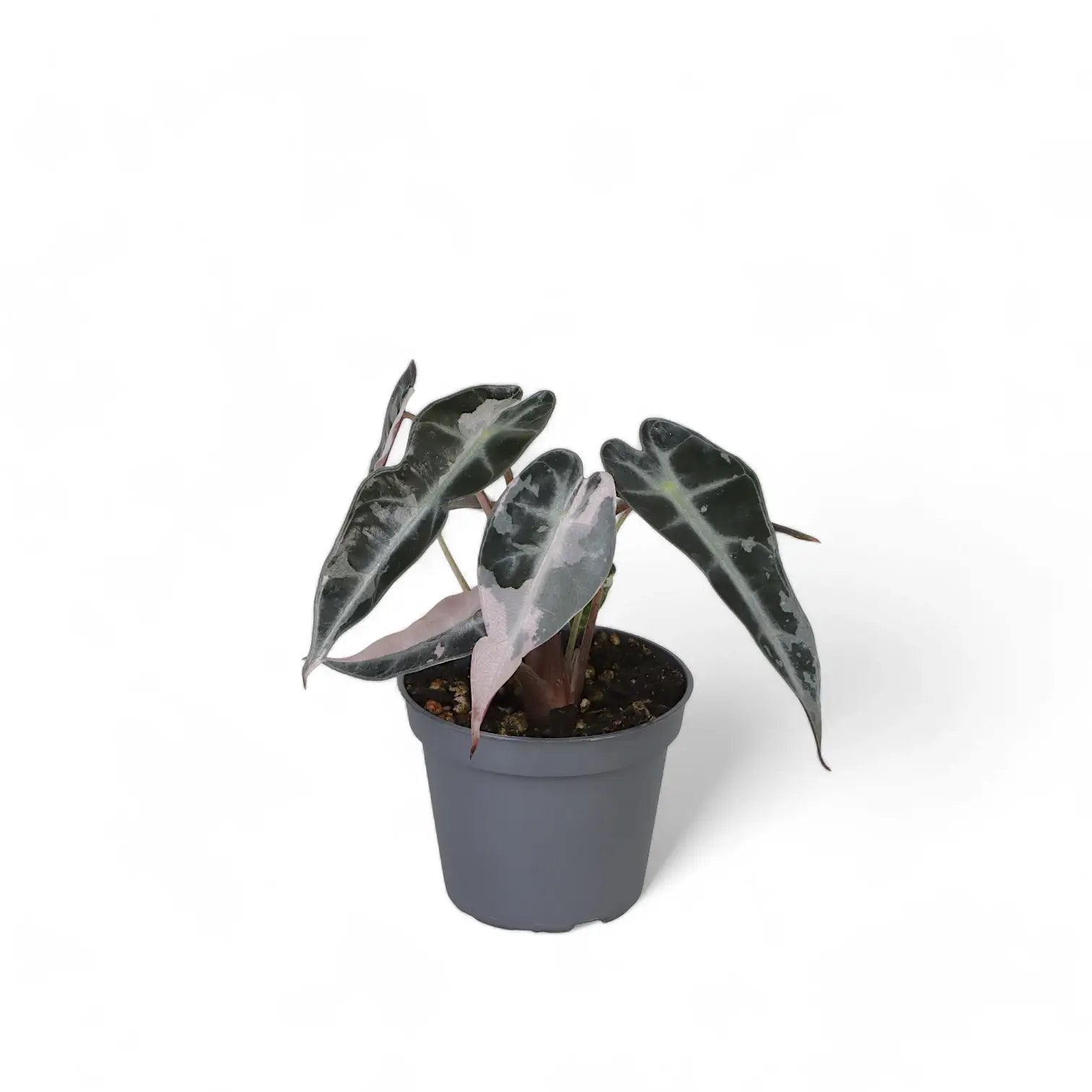 Alocasia 'Bambino Arrow' Pink Variegata potted plant in nursery pot on white background.