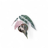 Alocasia 'Bambino Arrow' Pink Variegata potted plant in nursery pot on white background.