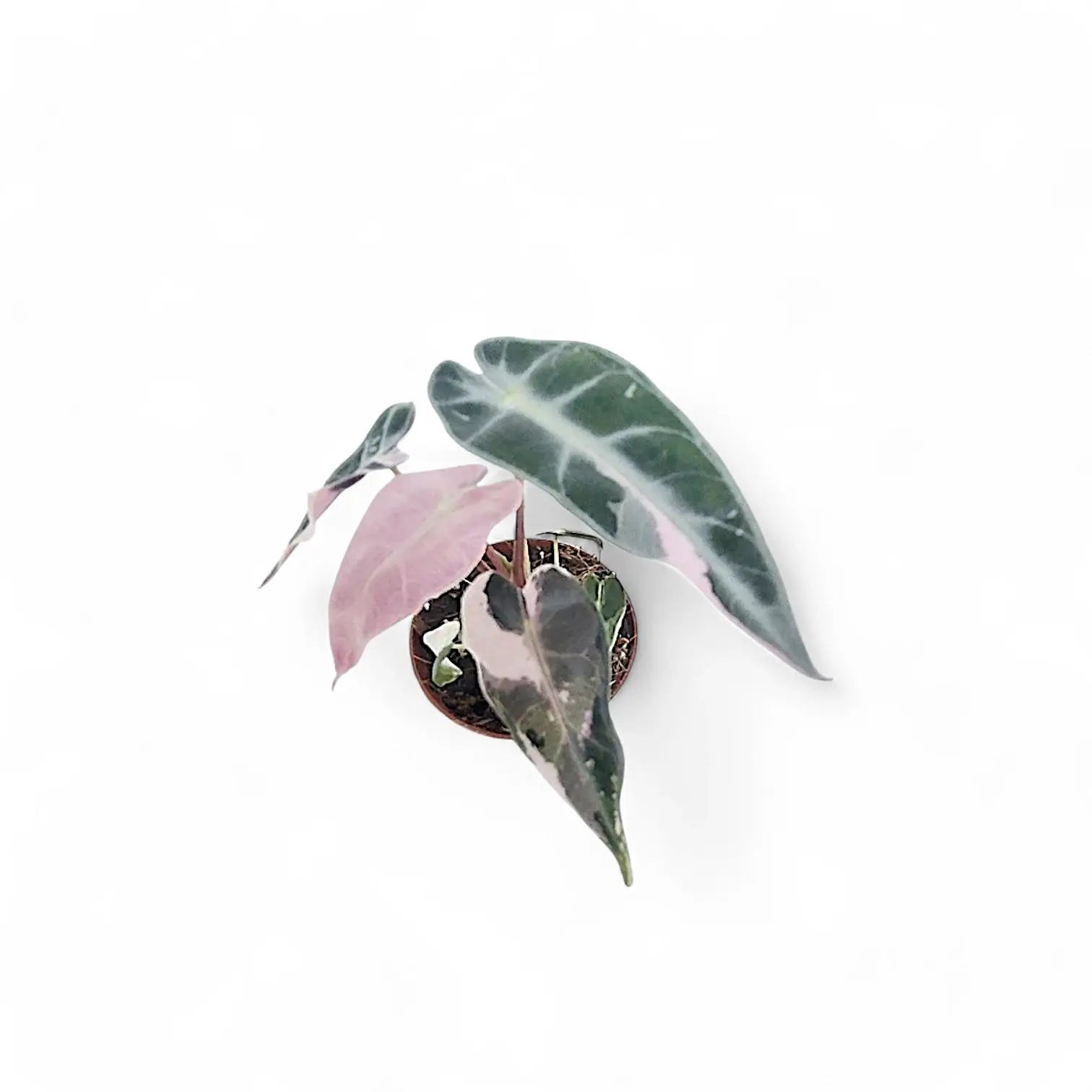 Alocasia 'Bambino Arrow' Pink Variegata potted plant in nursery pot on white background.