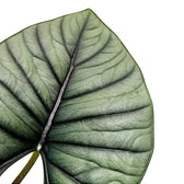 Alocasia 'Bisma' leaf detail on white background.