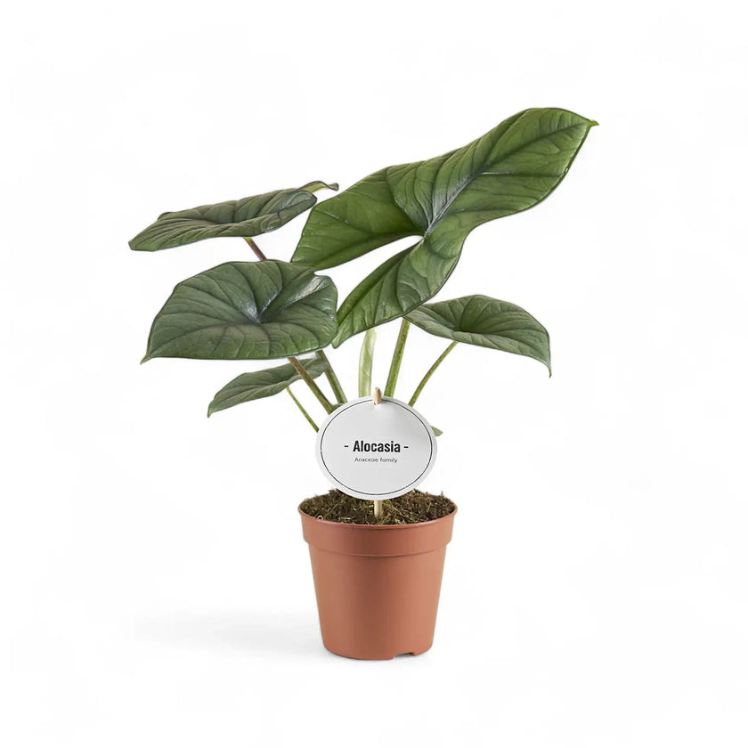 Alocasia 'Bisma' potted plant in nursery pot on white background.