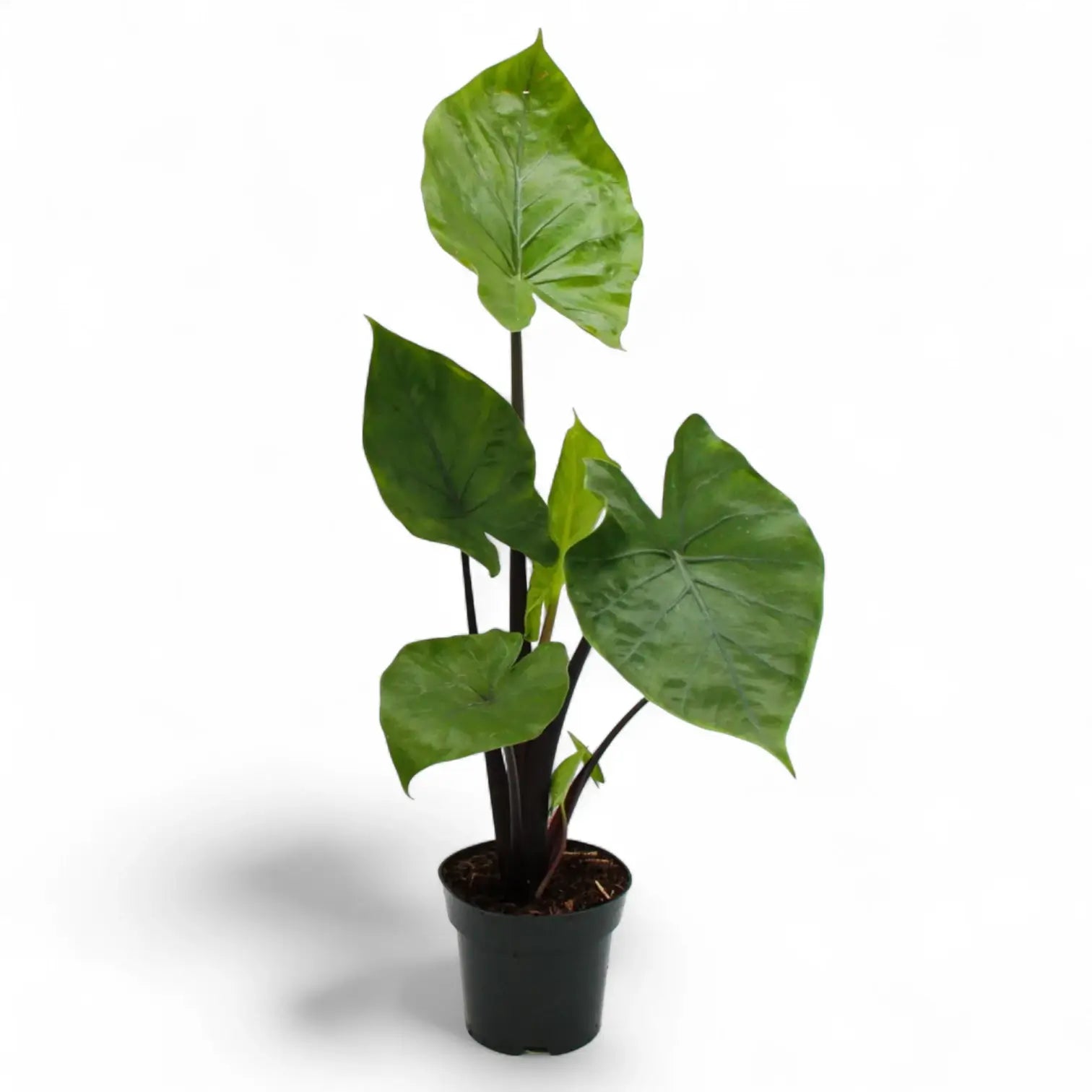 Alocasia 'Black Cobra' potted plant in nursery pot on white background.