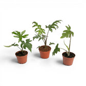 Kleine Jungpflanze von Alocasia brancifolia mit grünen, handförmig geteilten Blättern im Anzuchttopf vor weißem Hintergrund