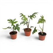 Kleine Jungpflanze von Alocasia brancifolia mit grünen, handförmig geteilten Blättern im Anzuchttopf vor weißem Hintergrund