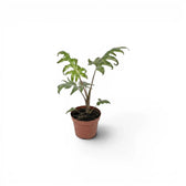 Kleine Jungpflanze von Alocasia brancifolia mit grünen, handförmig geteilten Blättern im Anzuchttopf vor weißem Hintergrund