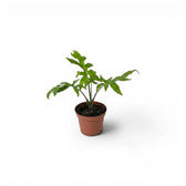 Junge Alocasia brancifolia mit grünen, handförmig geteilten Blättern im Anzuchttopf vor weißem Hintergrund
