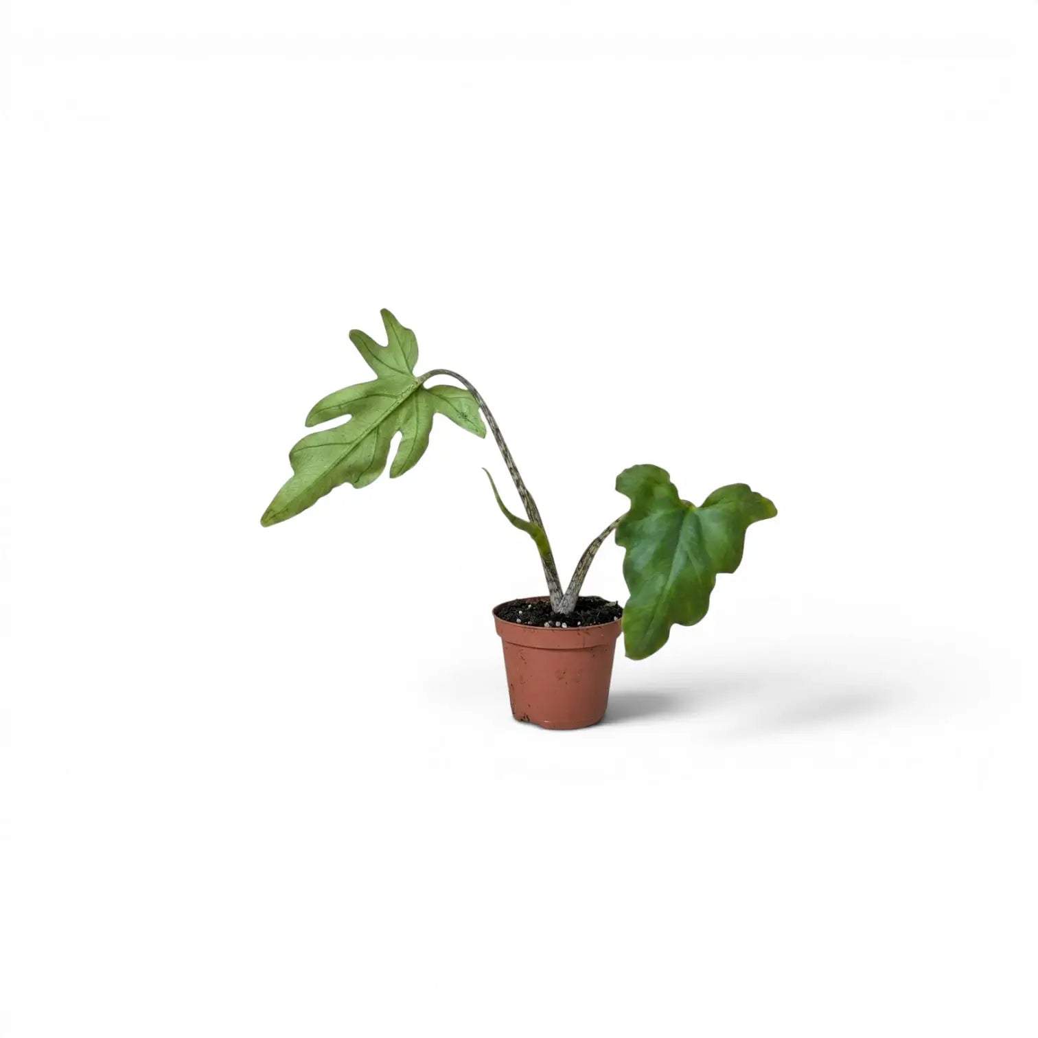 Junge Alocasia brancifolia mit grünen, handförmig geteilten Blättern im Anzuchttopf vor weißem Hintergrund