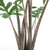 Nahaufnahme von rosa Blattstielen und grünen, handförmig geteilten Blättern von Alocasia brancifolia vor weißem Hintergrund