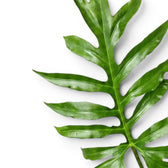 Nahaufnahme eines grünen, tief gelappten Blatts von Alocasia brancifolia vor weißem Hintergrund