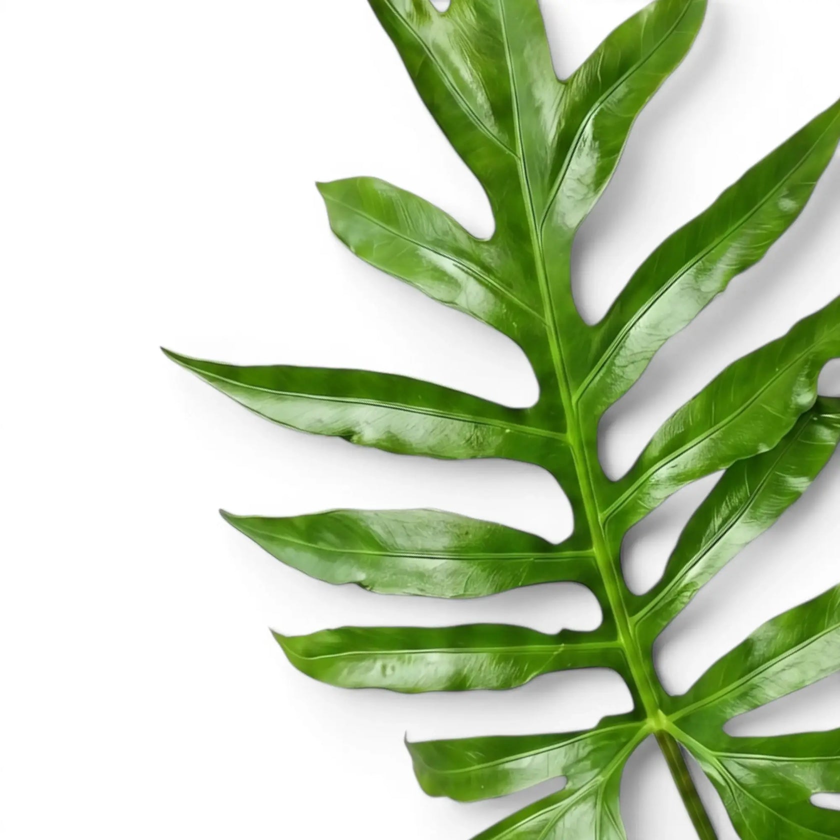 Nahaufnahme eines grünen, tief gelappten Blatts von Alocasia brancifolia vor weißem Hintergrund