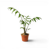 Mittelgroße Alocasia brancifolia mit grünen, handförmig geteilten Blättern im Anzuchttopf vor weißem Hintergrund