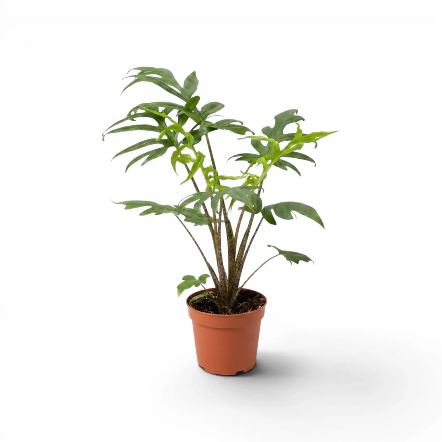 Mittelgroße Alocasia brancifolia mit grünen, handförmig geteilten Blättern im Anzuchttopf vor weißem Hintergrund