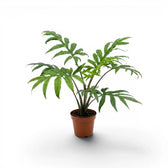 Mittelgroße Alocasia brancifolia mit grünen, handförmig geteilten Blättern im Anzuchttopf vor weißem Hintergrund