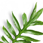 Alocasia brancifolia 'Pink Passion' leaf detail on white background.