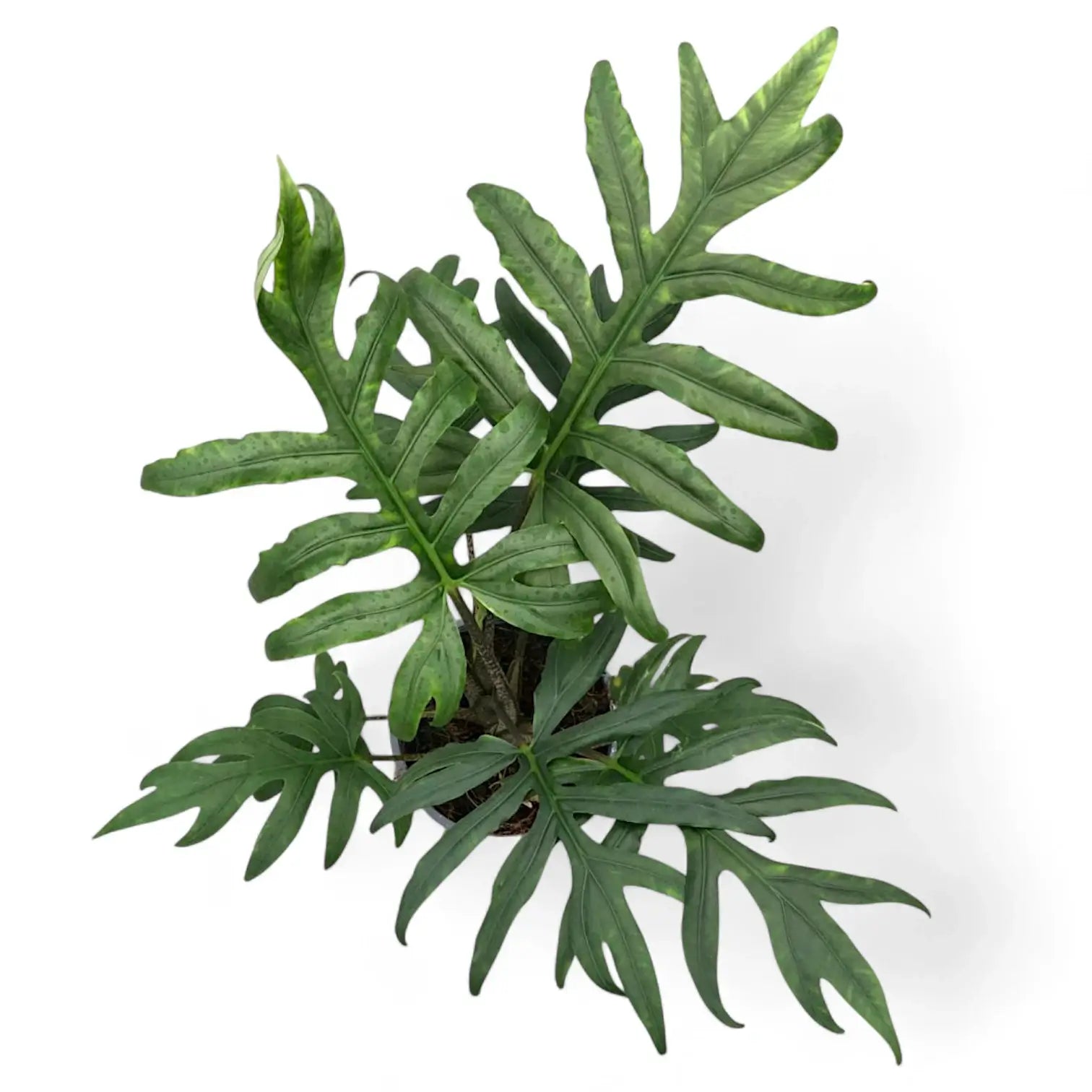 Alocasia brancifolia 'Pink Passion' potted plant in nursery pot on white background.