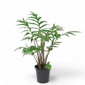 Alocasia brancifolia 'Pink Passion' potted plant in nursery pot on white background.