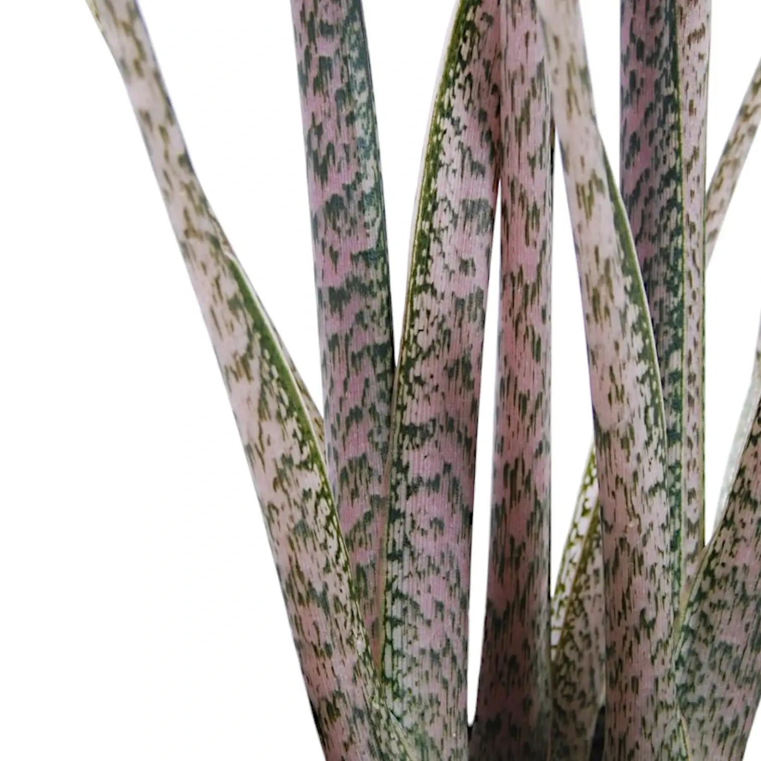 Alocasia brancifolia 'Pink Passion' potted plant in nursery pot on white background.