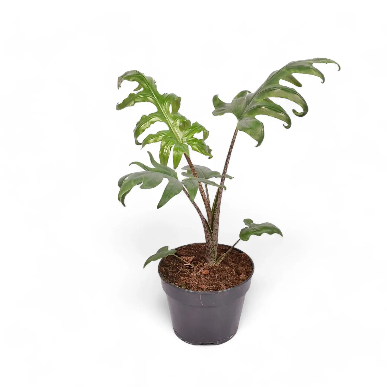 Alocasia brancifolia 'Pink Passion' potted plant in nursery pot on white background.