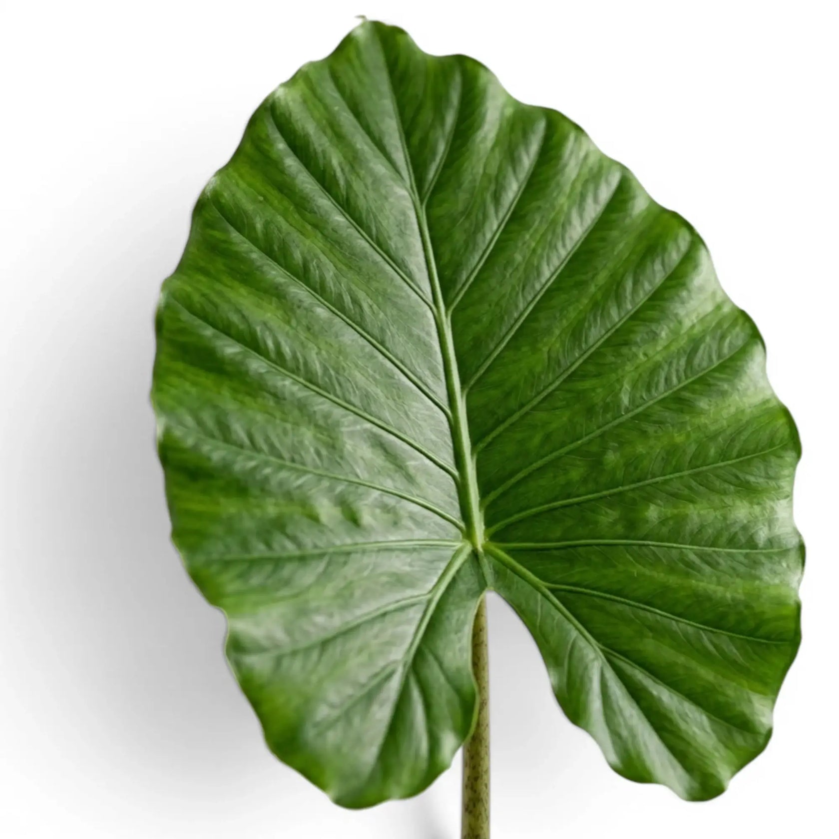 Nahaufnahme eines großen Blatts von Alocasia California vor weißem Hintergrund