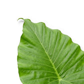 Nahaufnahme eines großen Blatts von Alocasia California vor weißem Hintergrund