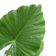 Nahaufnahme eines großen Blatts von Alocasia California vor weißem Hintergrund