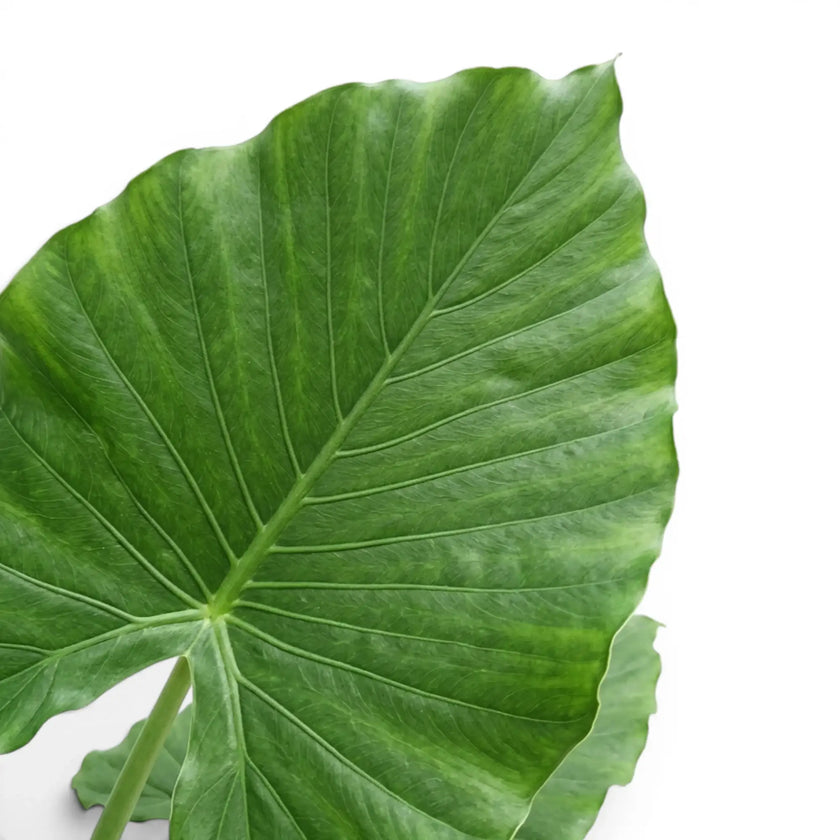 Close-up of large Alocasia California leaf on white background