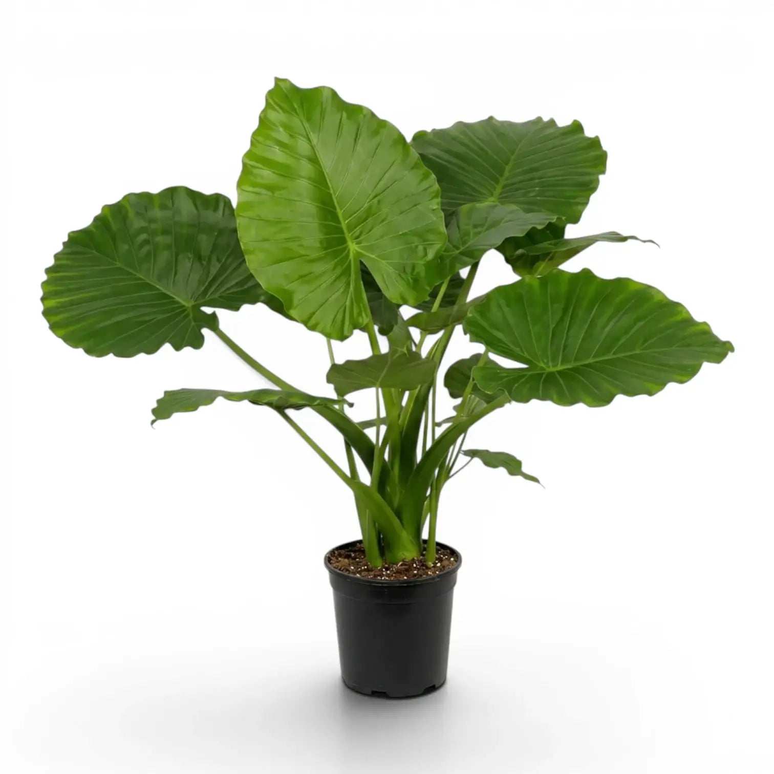 Große Alocasia California im Anzuchttopf vor weißem Hintergrund