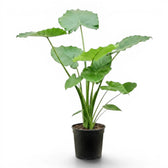 Große Alocasia California im Anzuchttopf vor weißem Hintergrund