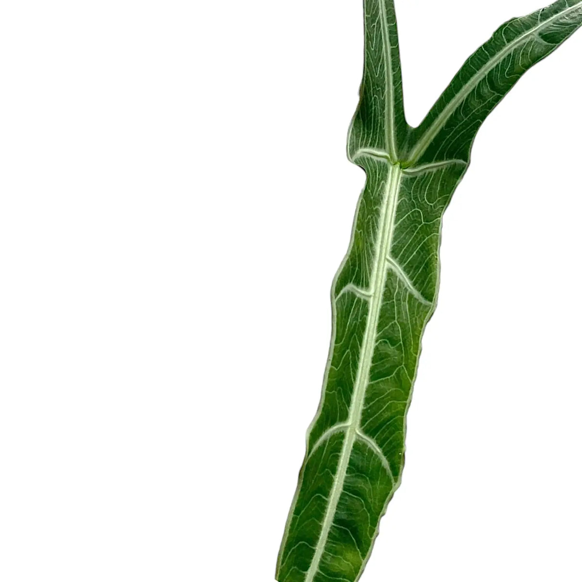 Alocasia cf. longiloba 'Narrow' – Slim Bornean Form