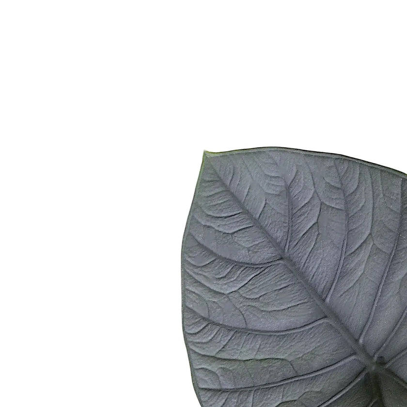 Alocasia chaii leaf close-up on white background.