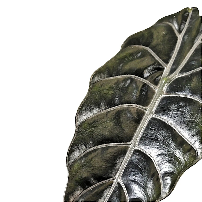 Alocasia ‘Chantrierii’ leaf detail on white background.