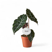 Alocasia ‘Chantrierii’ potted plant in nursery pot on white background.
