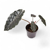 Alocasia ‘Chantrierii’ potted plant in nursery pot on white background.