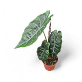 Alocasia ‘Chantrierii’ potted plant in nursery pot on white background.