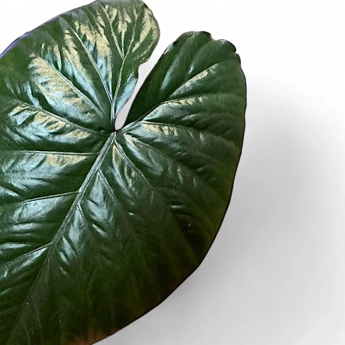 Alocasia 'Chocolate Green' – Foliage Factory