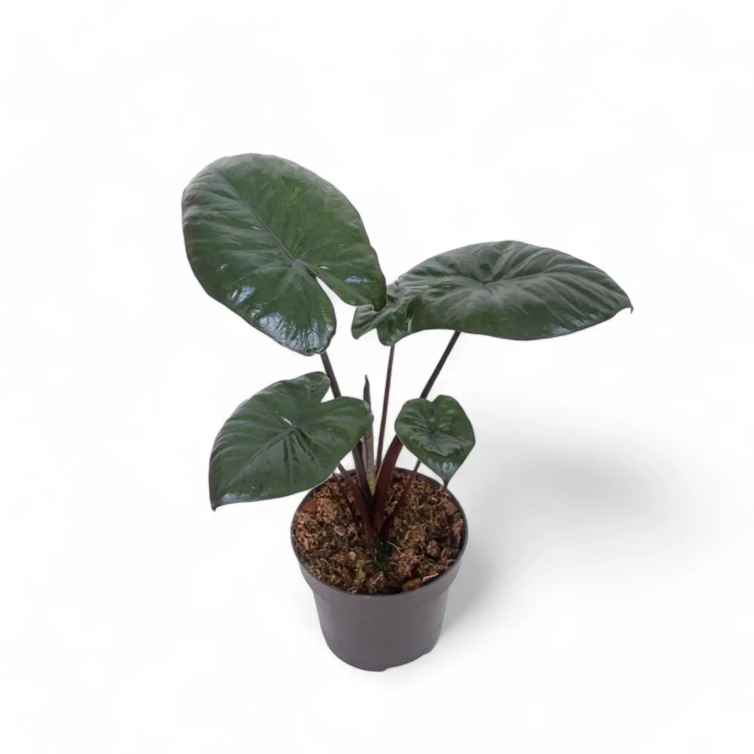 Alocasia 'Chocolate green' potted plant in nursery pot on white background.