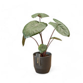 Alocasia 'Chocolate green' potted plant in nursery pot on white background.