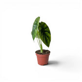 Alocasia clypeolata Green Shield baby plant in a nursery pot on a white background