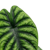 Close-up of green textured Alocasia Alocasia clypeolata Green Shield leaf on white background