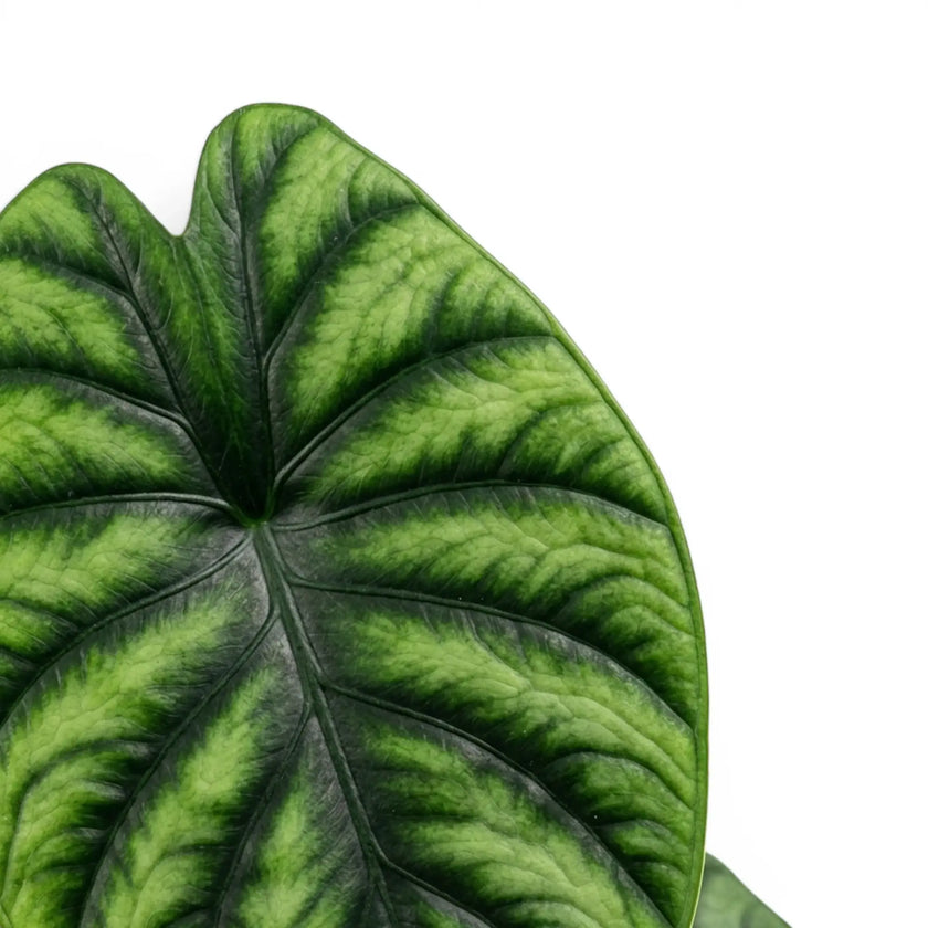 Close-up of green textured Alocasia Alocasia clypeolata Green Shield leaf on white background