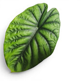 Close-up of green textured Alocasia Alocasia clypeolata Green Shield leaf on white background