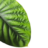 Nahaufnahme eines Blatts von Alocasia clypeolata 'Green shield' vor weißem Hintergrund.